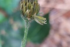 Bidens subalternans_Merce Vallicrosa CC BY-NC