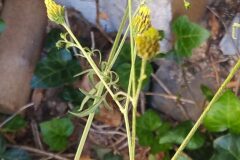 Bidens subalternans_Merce Vallicrosa CC BY-NC