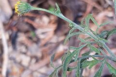 Bidens subalternans_Merce Vallicrosa CC BY-NC