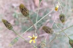 Bidens subalternans_Merce Vallicrosa CC BY-NC