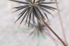 Bidens subalternans_Merce Vallicrosa CC BY-NC