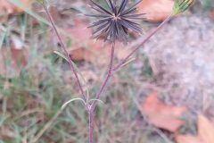 Bidens subalternans_Merce Vallicrosa CC BY-NC