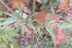 Bidens subalternans_Merce Vallicrosa CC BY-NC