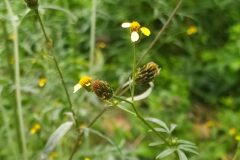Bidens subalternans_Merce Vallicrosa CC BY-NC