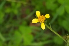 Bidens subalternans_Merce Vallicrosa CC BY-NC