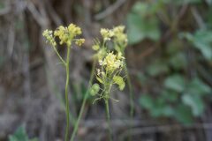 Biscutella laevigata_Joan Garcia CC BY-NC