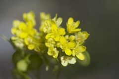 Biscutella laevigata_Margarida Vila CC BY-NC