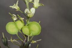 Biscutella laevigata_Margarida Vila CC BY-NC