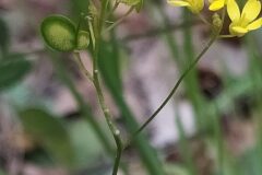 Biscutella laevigata_Merce Vallicrosa CC BY-NC