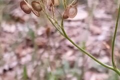 Biscutella laevigata_Merce Vallicrosa CC BY-NC