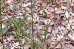 Biscutella laevigata_Merce Vallicrosa CC BY-NC