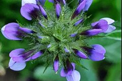 Bituminaria bituminosa_Antoni Puig