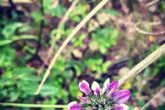 Bituminaria bituminosa_Diana Gali