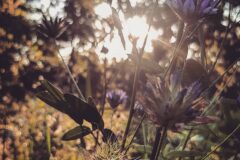 Bituminaria bituminosa_Diana Gali