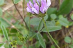 Bituminaria bituminosa_Merce Vallicrosa CC BY-NC