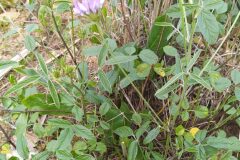 Bituminaria bituminosa_Merce Vallicrosa CC BY-NC