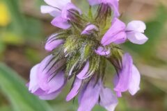 Bituminaria bituminosa_Merce Vallicrosa CC BY-NC