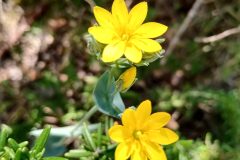 Blackstonia perfoliata perfoliata_Aurelia Esteve CC BY-NC