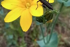 Blackstonia perfoliata perfoliata_Neus Julia CC BY-SA