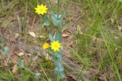 Blackstonia perfoliata perfoliata_Neus Julia CC BY-SA