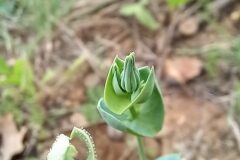 Blackstonia perfoliata perfoliata_Neus Julia CC BY-SA