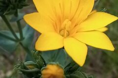 Blackstonia perfoliata perfoliata_Neus Julia CC BY-SA