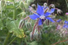Borago officinalis_Joanjo Garcia CC BY-NC