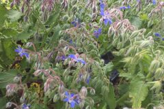 Borago officinalis_Joanjo Garcia CC BY-NC
