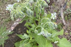 Borago officinalis_Josep Lluis Berdonces CC BY-NC