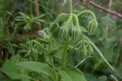 Borago officinalis_Katarzyna Zarnowiec CC BY-SA
