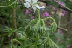 Borago officinalis_Katarzyna Zarnowiec CC BY-SA