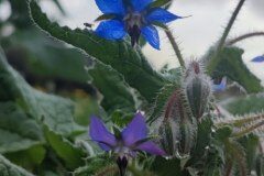 Borago officinalis_Maria Lluisa