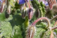 Borago officinalis_Merce Vallicrosa CC BY-NC