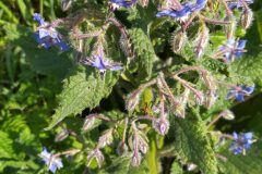 Borago officinalis_Merce Vallicrosa CC BY-NC