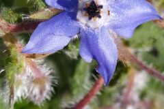 Borago officinalis_Merce Vallicrosa CC BY-NC