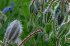Borago officinalis_Neus Julia CC BY-SA