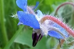 Borago officinalis_Neus Julia CC BY-SA