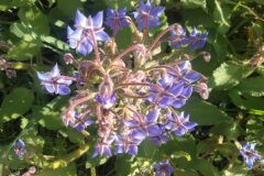 Borago officinalis_Pep Alboquers CC BY-NC