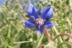 Borago officinalis_Pep Alboquers