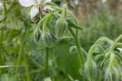 Borago officinalis_Sonia Garcia CC BY-NC