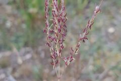 Bothriochloa ischaemum_Roger Vila CC BY-NC