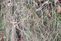 Brachypodium retusum_Jordi Bassols CC BY-NC