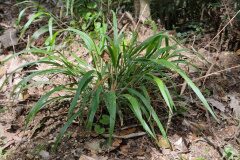 Brachypodium sylvaticum sylvaticum_Eden Ramirez