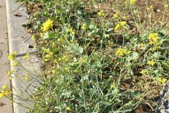 Brassica fruticulosa fruticulosa_Pere Barnola CC BY-SA