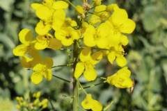 Brassica rapa_Angels Delgado