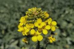 Brassica rapa_Angels Delgado