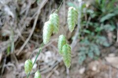 Briza maxima_Josep Llovera CC BY-NC