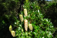 Briza maxima_Josep Llovera CC BY-NC