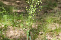 Briza minor_Eden Ramirez