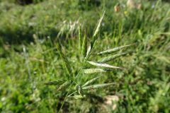 Bromus hordeaceus hordeaceus_Josep Llovera CC BY-NC